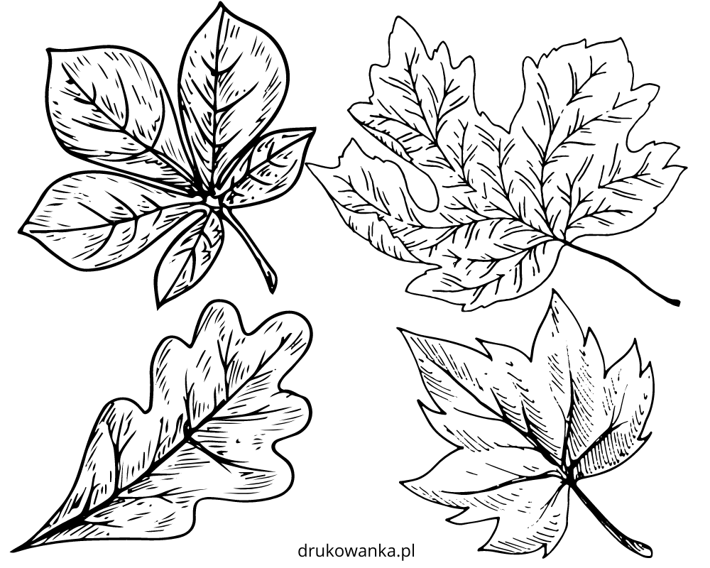 livre de coloriage des feuilles d'automne à imprimer