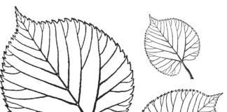 livre de coloriage des feuilles de tilleul à imprimer