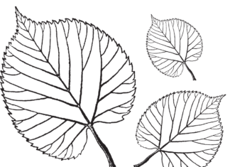 菩提樹の葉の印刷用塗り絵