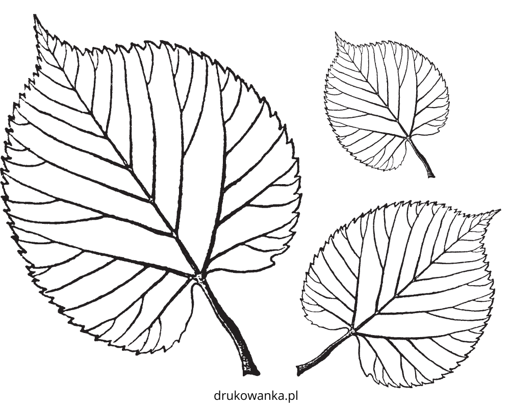 livre de coloriage des feuilles de tilleul à imprimer