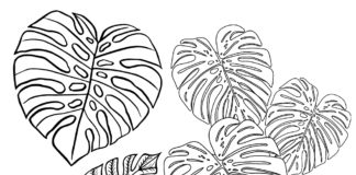 monstera leaves coloring book to print