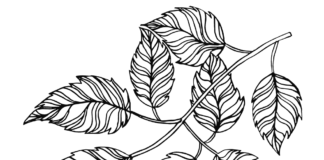 leaves on a branch coloring book to print