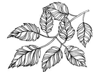 leaves on a branch coloring book to print