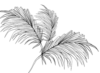 palm leaves coloring book to print