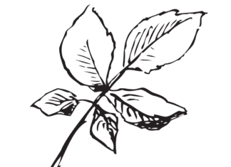 バラの葉の印刷用塗り絵