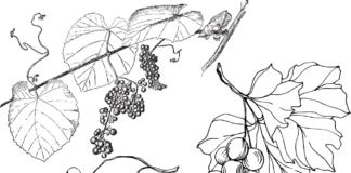 grape leaves coloring book to print