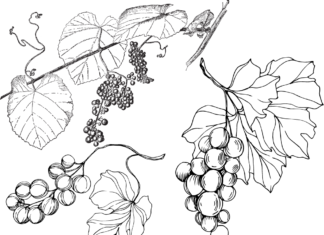livre de coloriage de feuilles de vigne à imprimer