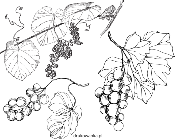 liście winogron kolorowanka do drukowania