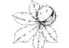 Omaľovánky gaštanových listov na vytlačenie