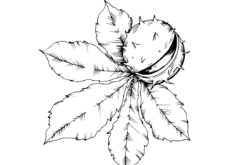 chestnut leaf coloring book to print
