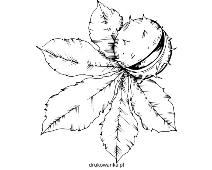 Omaľovánky gaštanových listov na vytlačenie