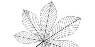 chestnut leaf coloring book to print