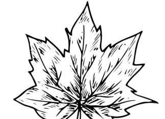 maple leaf coloring book to print