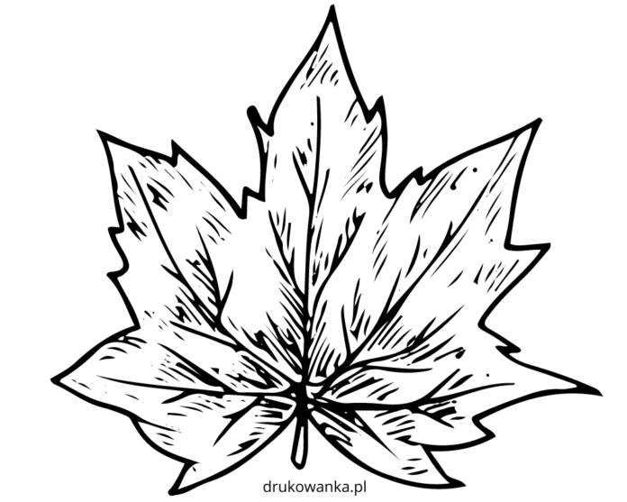 maple leaf coloring book to print