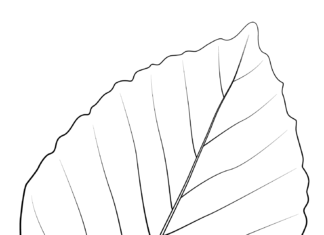 beech tree leaf coloring book to print