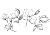 magnolia blooms coloring book to print