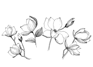 magnolia blooms färgbok som kan skrivas ut