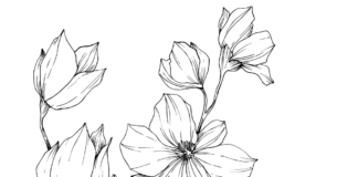 livre de coloriage magnolias à imprimer