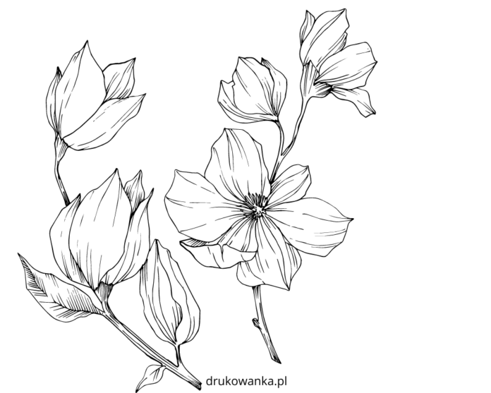 magnolie rysunek kolorowanka do drukowania