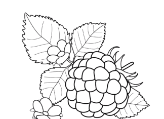 Imagen de frambuesa con hojas para imprimir