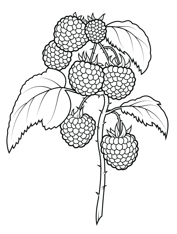 Raspberries on a branch picture to print