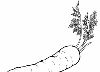 carrot with parsley coloring book to print
