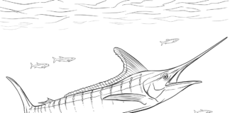 marlin underwater coloring book to print