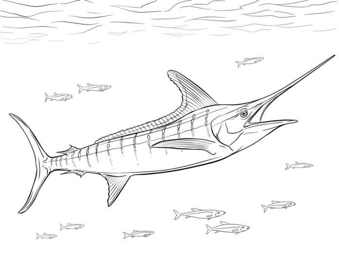 marlin underwater coloring book to print