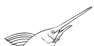 livre de coloriage sur le poisson marlin à imprimer