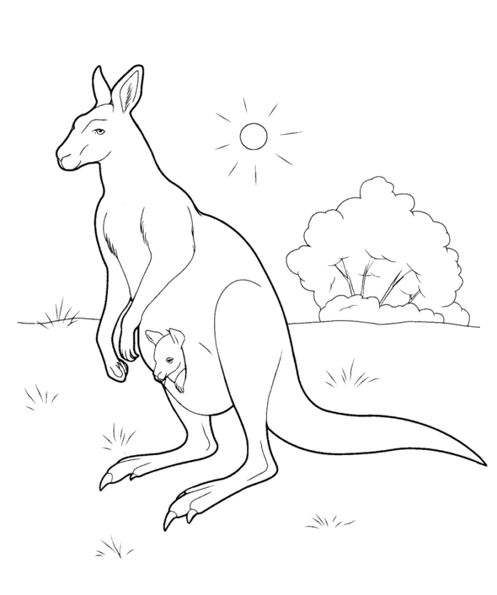 little kangaroo and kangaroo coloring book to print
