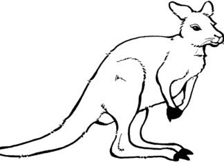 mały kangurek na polu kolorowanka do drukowania