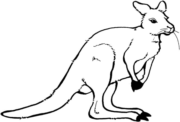 mały kangurek na polu kolorowanka do drukowania