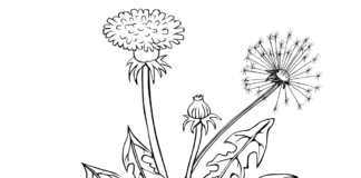 dandelion - dandelion coloring book to print