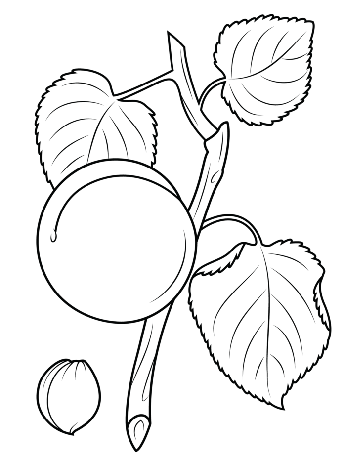 Meruňka na větvi obrázek k vytištění