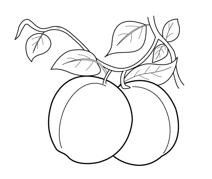 Aprikosen auf einem Zweig druckbares Bild