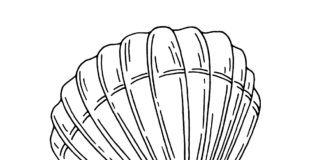 seashell coloring book to print