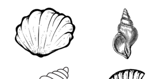 seashells coloring book to print