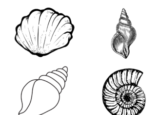 seashells coloring book to print