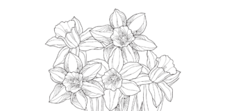 narcissus in the garden coloring book to print