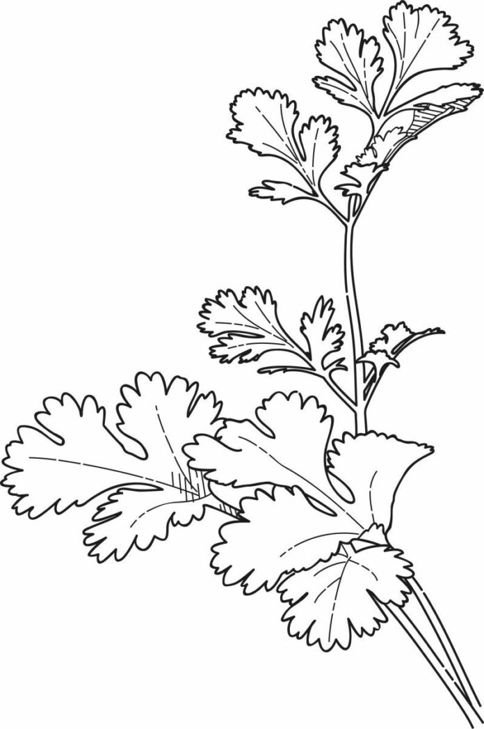 parsley coloring book to print