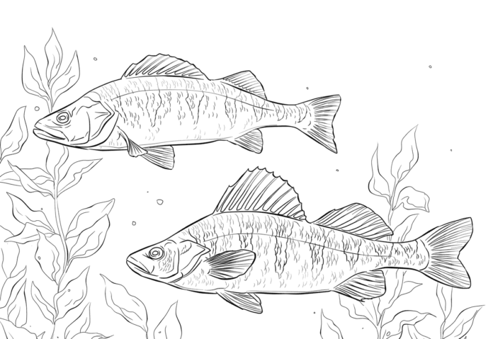 perches underwater coloring book to print