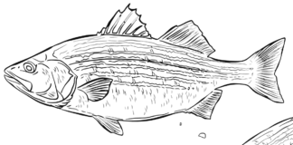 perch and other fish coloring book to print