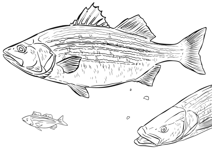 sügér és más halak nyomtatható színezőkönyv