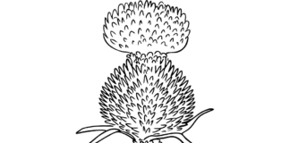 thistle flower coloring book to print