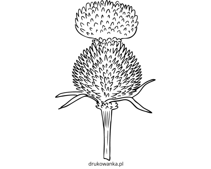 thistle flower coloring book to print