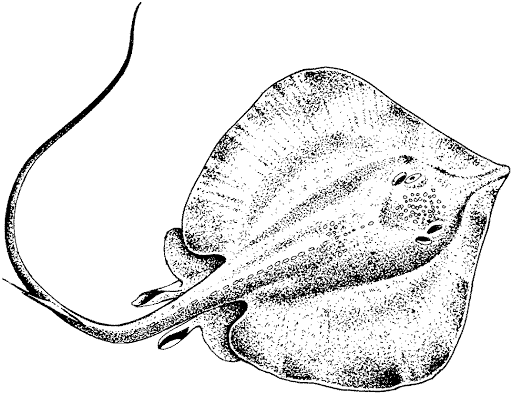 stingray coloring page