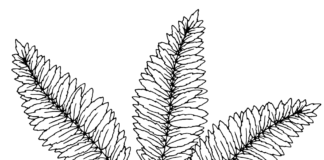 fern coloring book to print