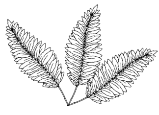 fern coloring book to print
