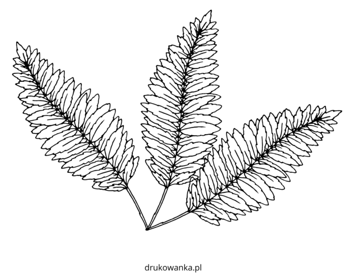 fern coloring book to print