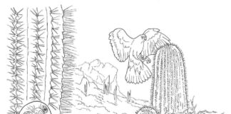 livre de coloriage "bird hit a cactus" à imprimer